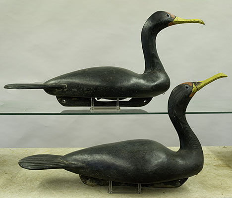 Cormorants