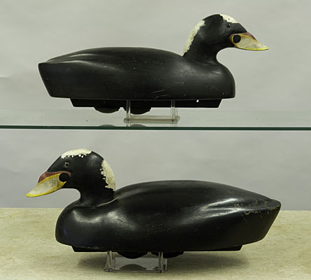 Scoters