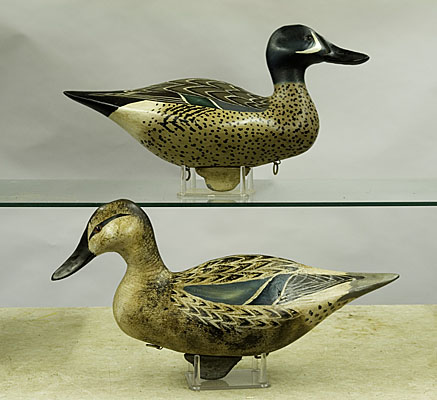 Blue Wing Teal