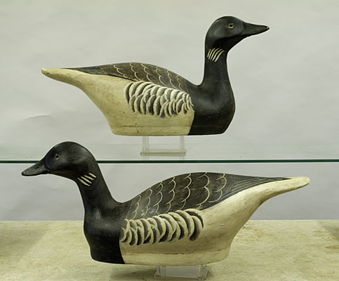 American Brant