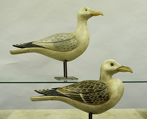 Herring Gulls ("stick-ups")