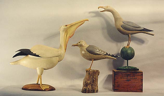 Pelican, Gull, and Barking Gull